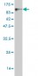 UBP1 Antibody (monoclonal) (M01)